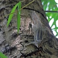 Indisches Palmenhörnchen (Funambulus palmarum)